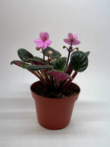 African Violet 'Pink' – 4" Pot