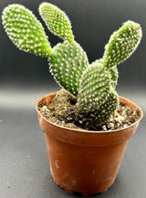 Bunny Ear Cactus – 4" Pot