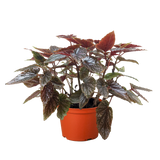 Angel Wing Begonia – 6" Pot