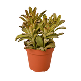 Kalanchoe 'Chocolate Soldier' – 4" Pot