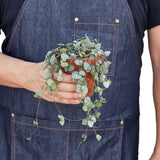 String of Hearts – 4" Pot