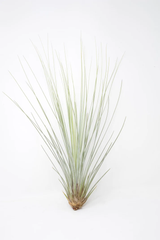 Juncea