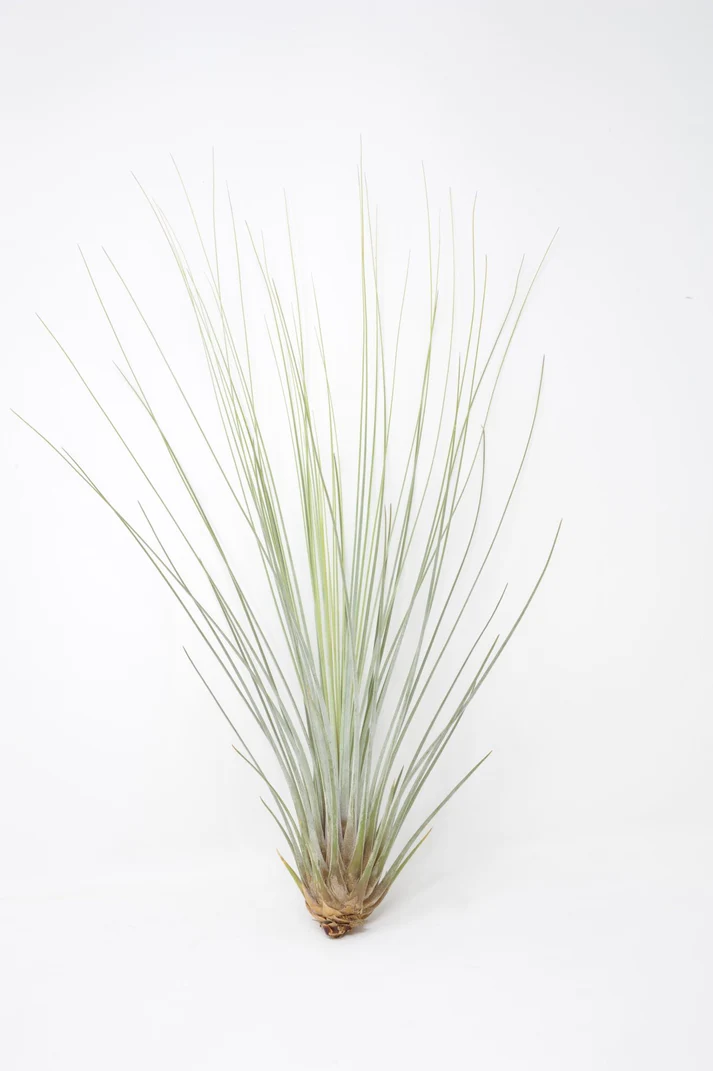Juncea