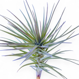 Araujei Purple Star