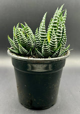 Haworthia Zebra Succulent – 4" Pot